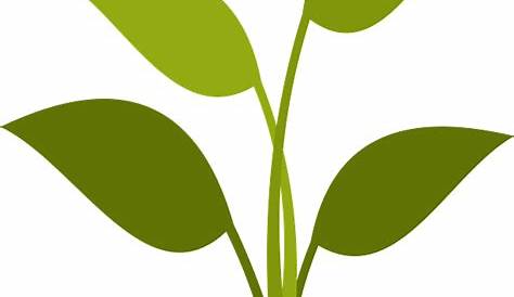 Free Plant Cliparts, Download Free Plant Cliparts png images, Free