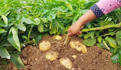 Planter des pommes de terre - Mon jardin d'idées