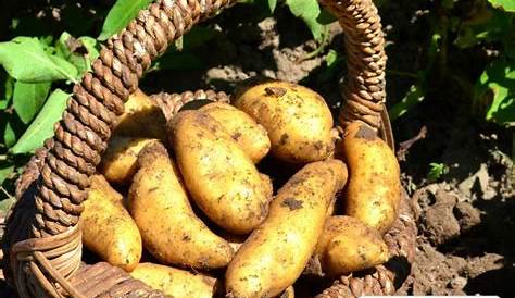 Erreurs qui peuvent ruiner votre jardin de pommes de terre
