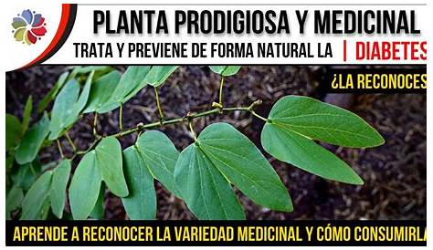 Planta Prodigiosa Para Diabetes Medicinal