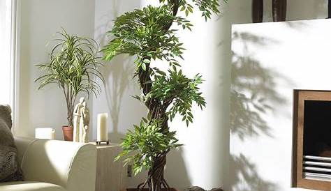 Decorative Plants For Interior Spaces