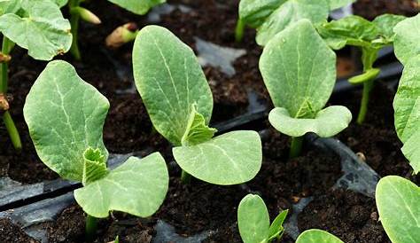 Quand planter les courgettes en pleine terre