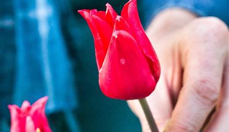 Culture tulipes : plantation & entretien tulipes au jardin ou a l'interieur