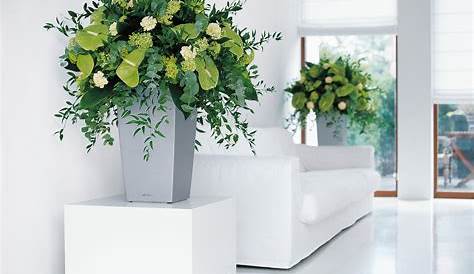 Plante Decorative Interior