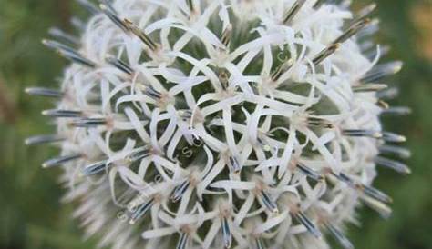 Plante Fleur Boule Blanche Viburnum Opulus 'Roseum' * De Neige Viorne