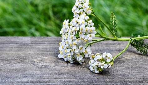 Plante Sauvage Petite Fleur Blanche Printemps Feuille Et