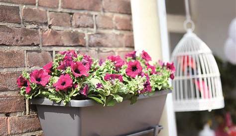 planten tegen de muur binnen - Google zoeken | Wall planters indoor