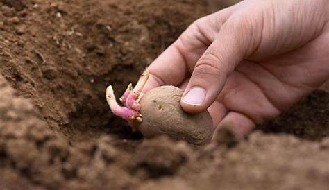 Jardin pratique : les influences de la lune | Lune montante, Calendrier