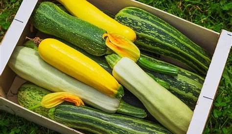 Planter les courgettes avec la Lune | Zucchini, Zucchini plants