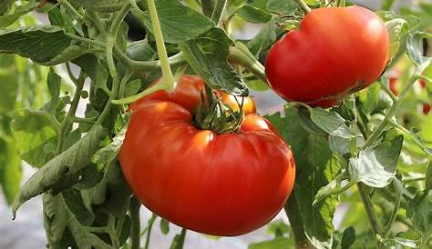 Comment planter tomates