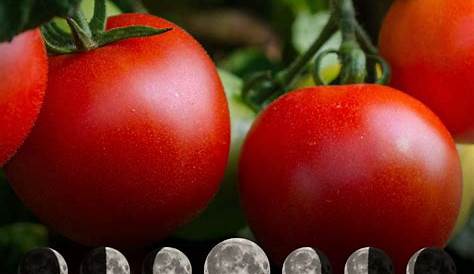 Semer et planter les tomates avec la Lune | Planter tomates, Potager