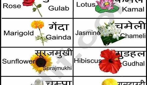 Plants Name In English And Hindi Flower Chart Google Search Flower Chart, Flowers