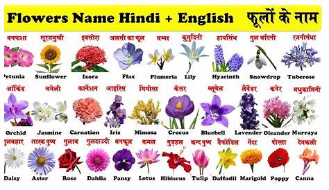 Plants Name In Hindi With Pictures Flowers Chart Sanskrit And English Flowers
