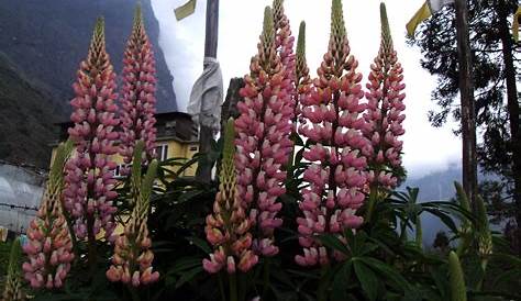 Summer Blooms In Sikkim | Delightful Destinations