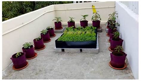 Plants That Can Be Grown In Terrace Garden
