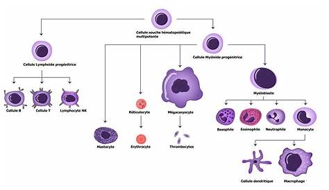Plasmocytes Schema Page 1 Cellules Des Réaction Immunitaire