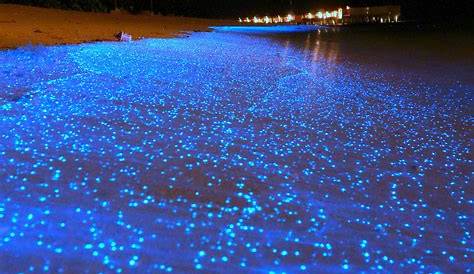 La Laguna de Manialtepec ofrece gran espectáculo bioluminiscente