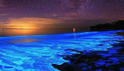 La Laguna de Manialtepec ofrece gran espectáculo bioluminiscente