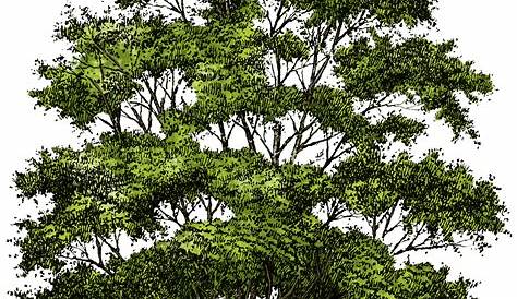 Tree Forest Clip art - tree png download - 1063*1028 - Free Transparent