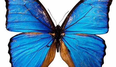 Download Blue Butterfly Png Image HQ PNG Image | FreePNGImg