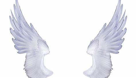 Free content Clip art - Free Vector Angel Wings png download - 9892*