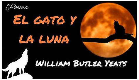 Historia del gato y la luna - Off-topic - Taringa!