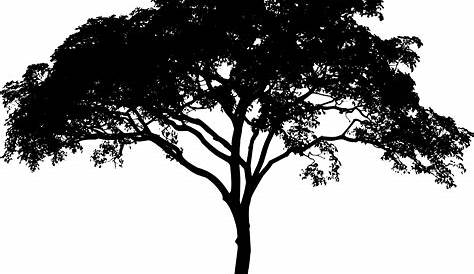 pohon hitamputih blackandwhite - Sticker by Yusron