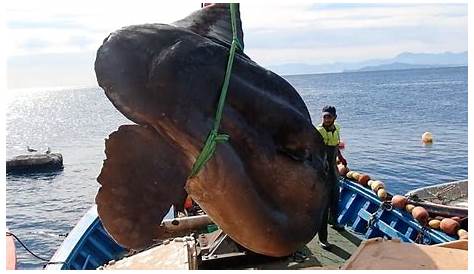 Un poisson-lune de plus d'une tonne a été pêché en Russie | Bear photos