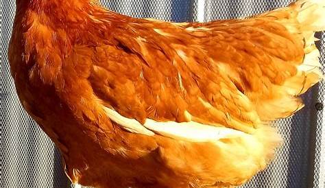 Bien nourrir ses poules - SBAL - Poules Pigeons Bretagne