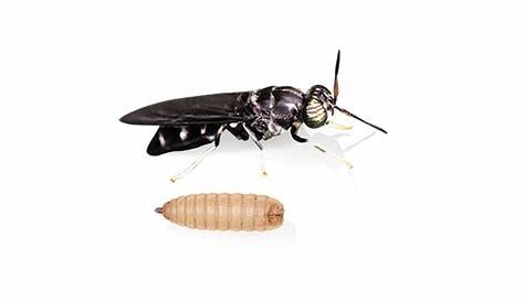 Black Soldier Fly Larvae 100 Pack - Bio Supplies