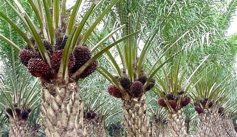 Budidaya tanaman kelapa sawit