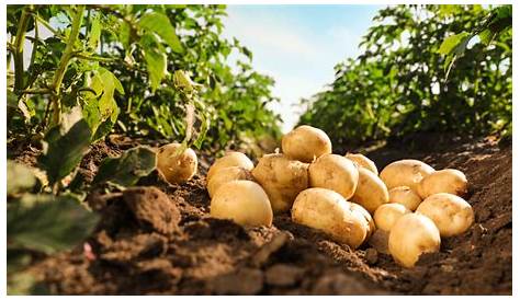 Une minute à la plantation des pommes de terre ! - YouTube