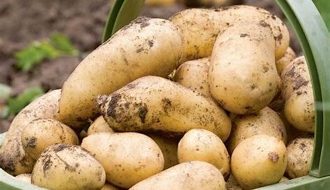 Quand planter des pommes de terre ? - Housekeeping Magazine : Idées