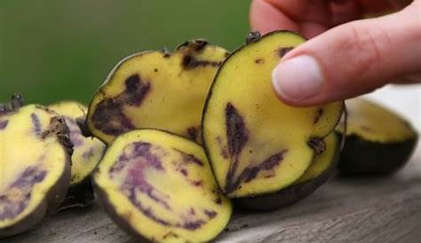 Pommes de Terre des Andes ~ Solanum Tuberosum Subsp. Andigenum ~ Plus