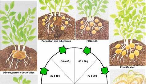 Cycle végétatif de la pomme de terre - Agronomie