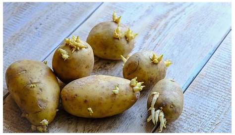 Choisir et conserver les pommes de terre - CNIPT