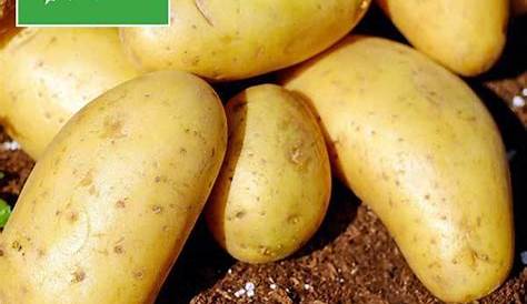Pommes de terre ditta - 1 kg - La Ferme Du Chassy - Locavor.fr
