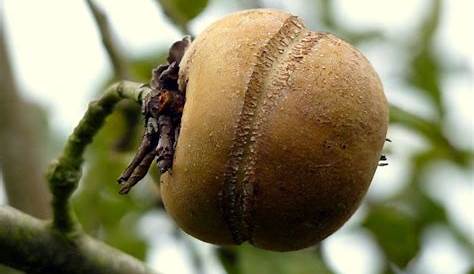 pommes bio patte de loup : livraison de fruit bio