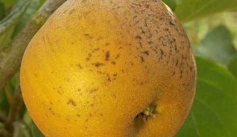 pommes bio patte de loup : livraison de fruit bio