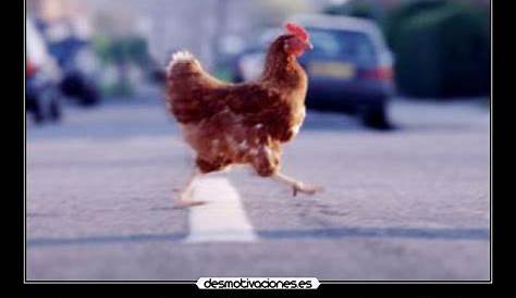 Por que la gallina cruzo la calle? | Desmotivaciones