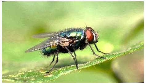 Por qué las moscas se frotan las patas: Conoce las razones