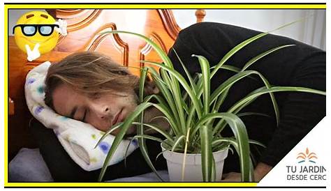 5 plantas para dormir mejor - EL MUNDO DE GABY
