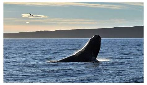 Ballenas, ¿Por qué es importante su conservación? – Instituto de