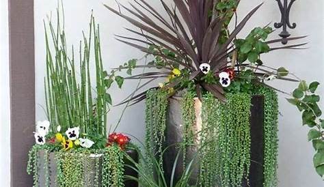 Potted Plants Decoration Ideas