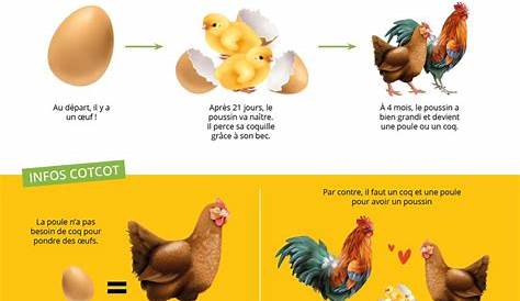 Comportement des poules : tout ce qu'il faut savoir