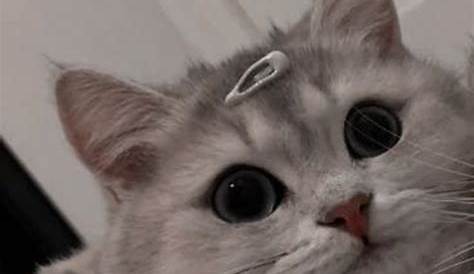 Pp Couple Kucing Aesthetic Satu Trik