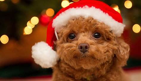 Preppy Christmas Wallpaper Dogs