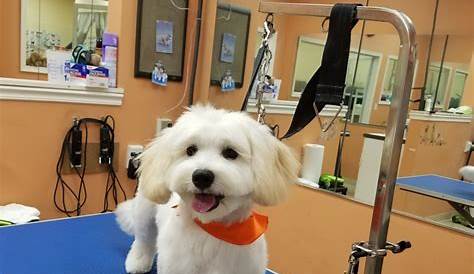 Pretty Paws by Cindy - Pet Groomers - Oak Forest, IL - Reviews - Photos