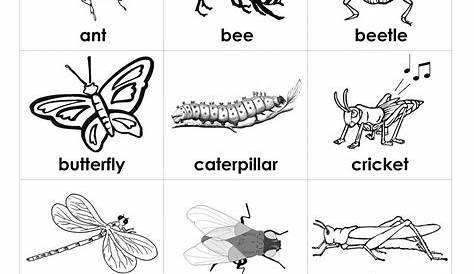 Printable Preschool Bug Activities For Kids Bugs preschool, Bug