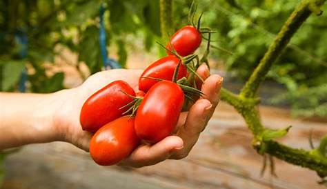 Etapas de crecimiento del tomate - Tu huerto urbano en casa - Planta